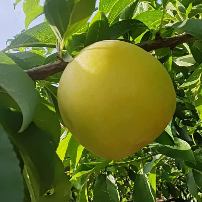 Слива Cвежая